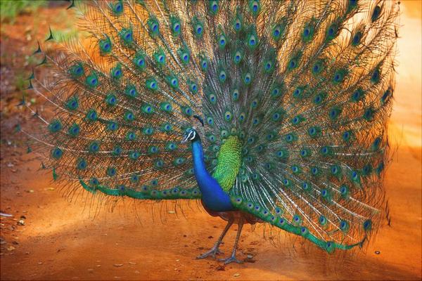 孔雀圖片大全,孔雀開屏圖片