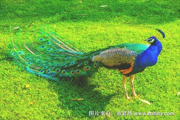 孔雀圖片大全,孔雀開屏圖片