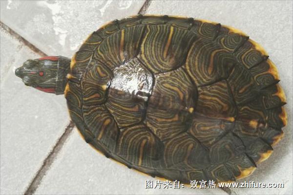 金錢龜價(jià)格多少錢一只？