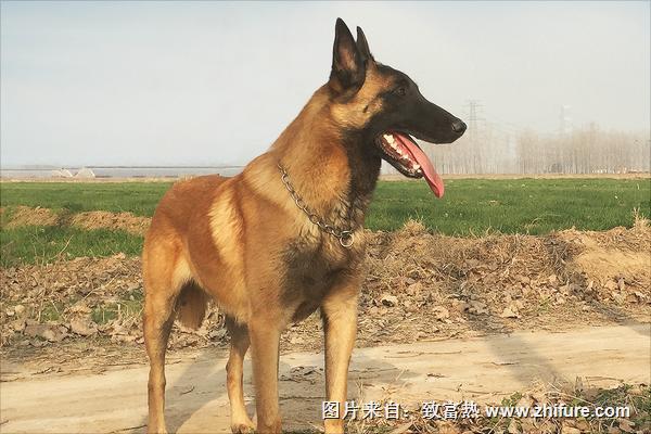 馬犬圖片大全