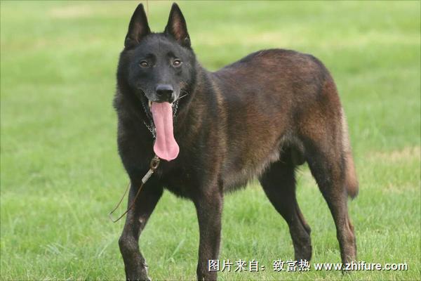 馬犬價格多少錢一只？