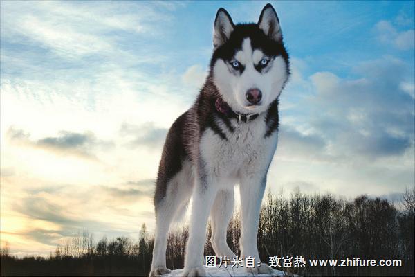 哈士奇圖片大全