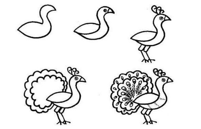 孔雀簡筆畫帶顏色(畫圖步驟)