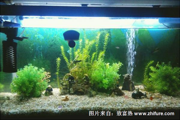 養魚有什么講究？