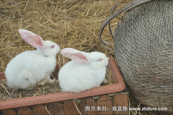 兔子多少錢一只?