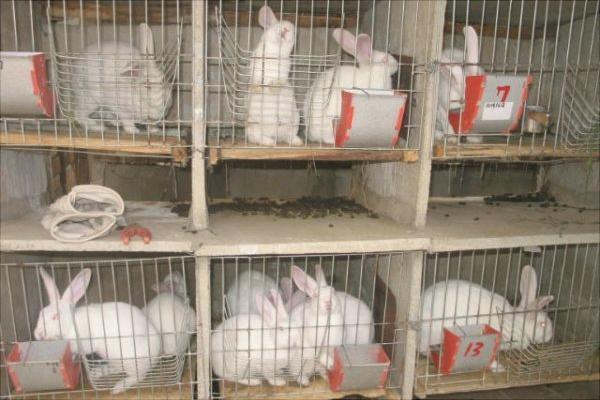 兔子多少錢一只?