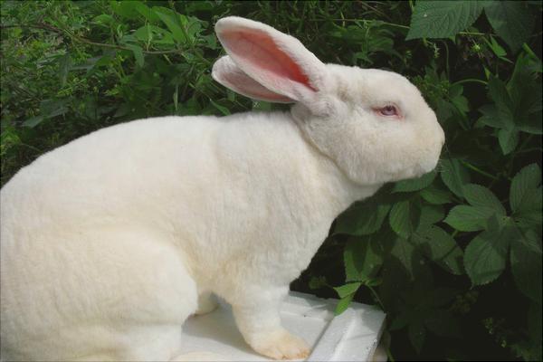 兔子多少錢一只?