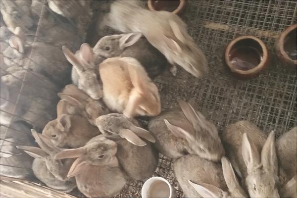 兔子多少錢一只?