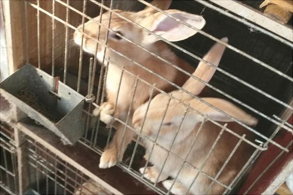 兔子多少錢一只?