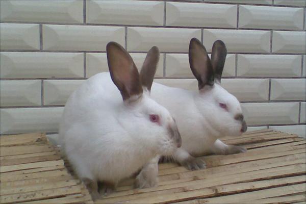 兔子多少錢一只?