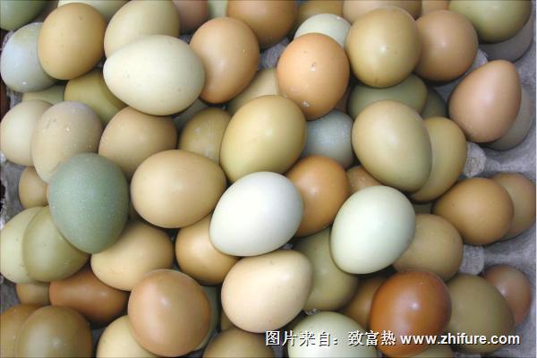 孔雀蛋的營養(yǎng)價值與功效作用