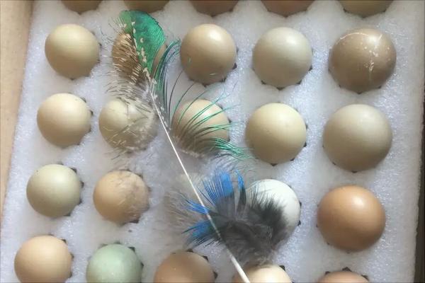 孔雀蛋的營養價值與功效作用