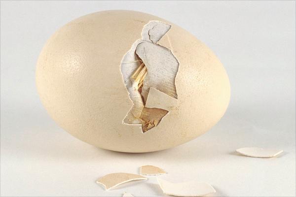 孔雀蛋的營養價值與功效作用