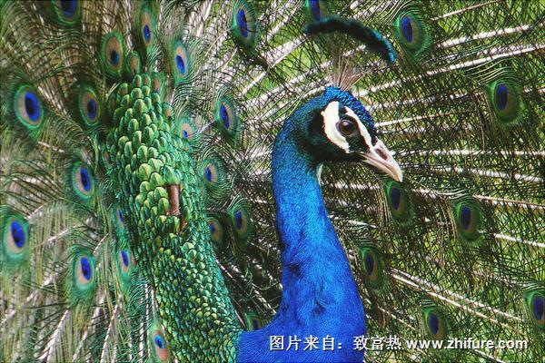 孔雀價格多少錢一只？