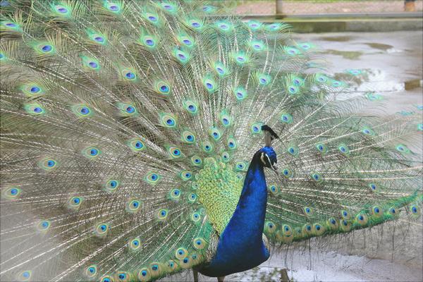 孔雀價格多少錢一只?