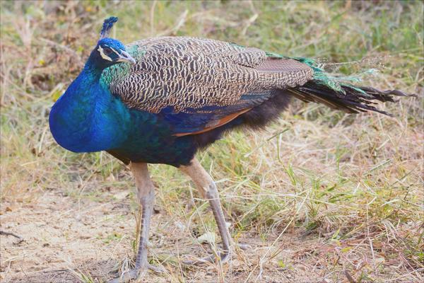 孔雀價格多少錢一只?