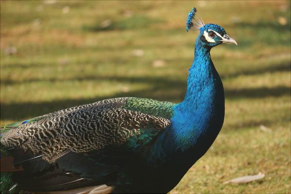 孔雀價格多少錢一只?