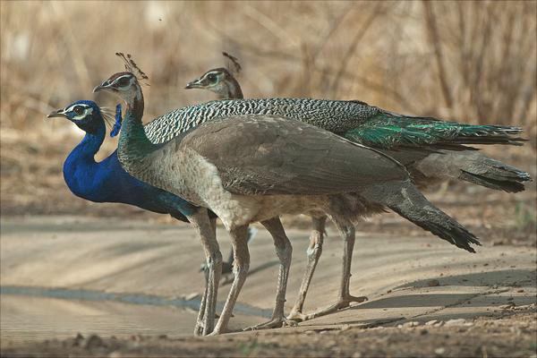 孔雀價格多少錢一只?