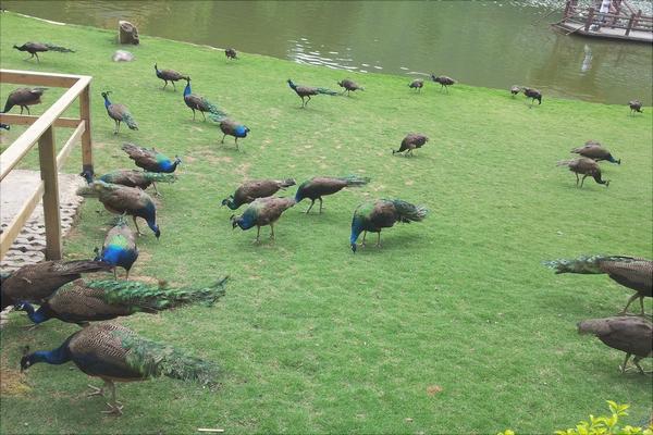 孔雀價格多少錢一只?