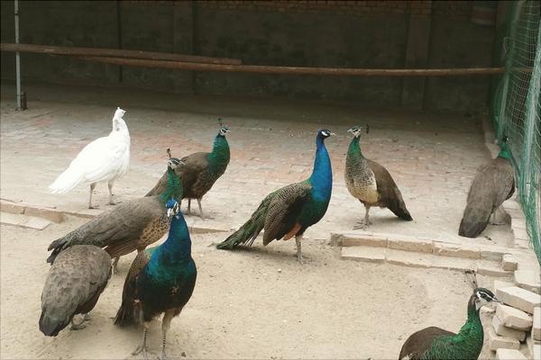 孔雀價格多少錢一只?