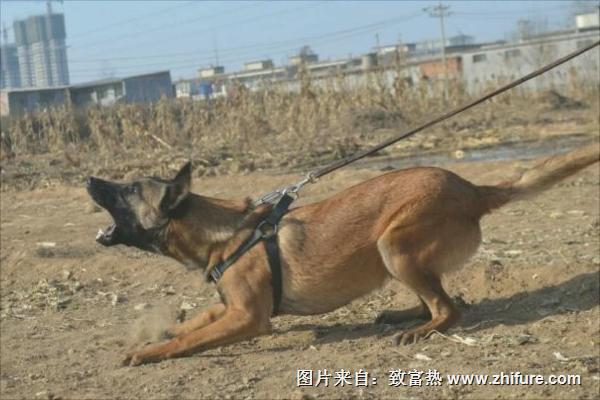 馬犬為什么喜歡咬主人？