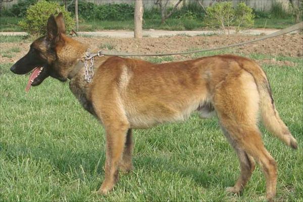 馬犬為什么喜歡咬主人?