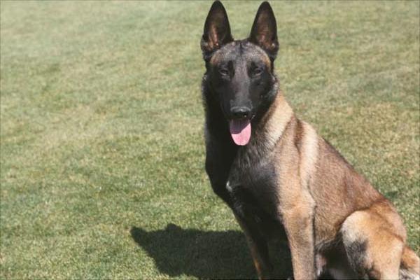 馬犬為什么喜歡咬主人?