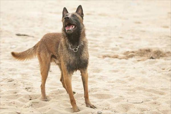 馬犬為什么喜歡咬主人?