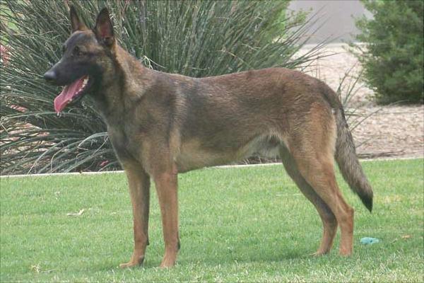 馬犬為什么喜歡咬主人?