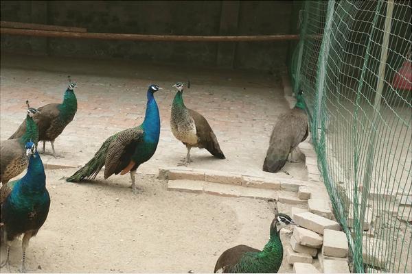 孔雀苗多少錢一只？