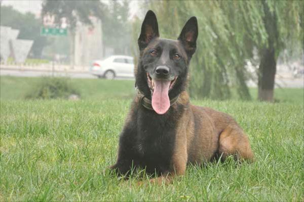 馬犬為什么喜歡咬主人?