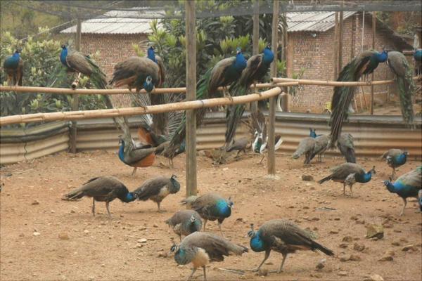 孔雀苗多少錢一只?