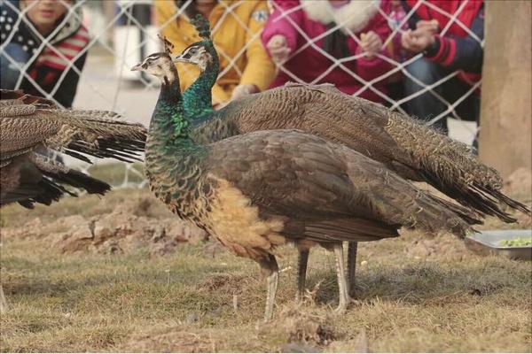 孔雀苗多少錢一只?