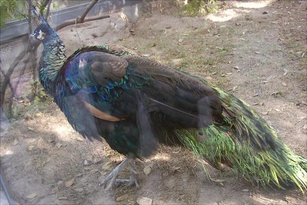 孔雀苗多少錢一只?