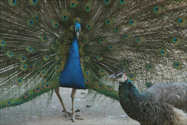 孔雀苗多少錢一只?