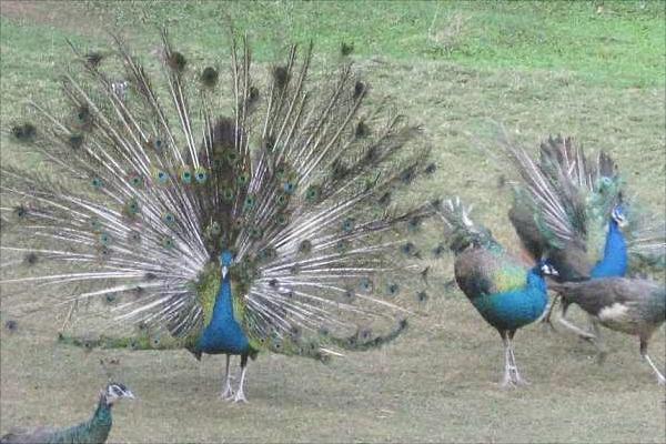 孔雀苗多少錢一只?