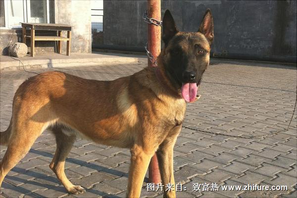 馬犬怎么看純不純種？