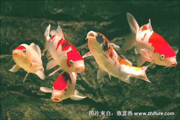 養魚的水有什么要求？