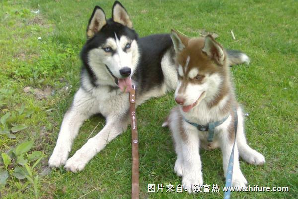 哈士奇好養嗎？