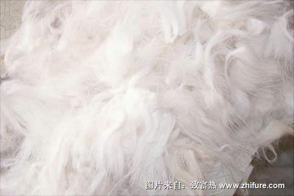 長毛兔兔毛價格多少？