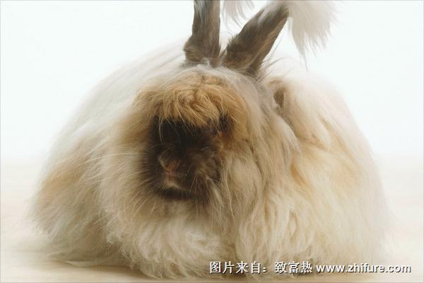 長毛兔圖片大全