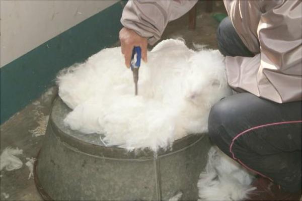 長毛兔兔毛價格多少?