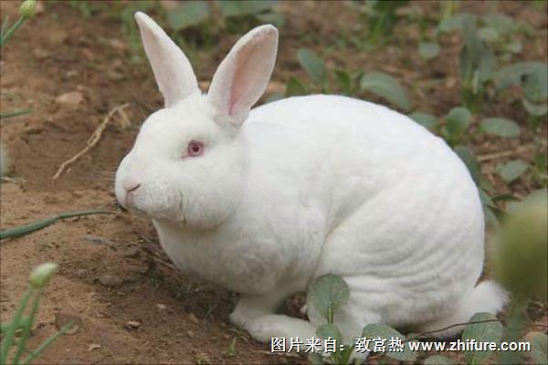 獺兔價格多少錢一只？