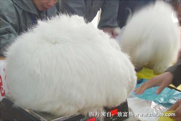 長毛兔兔毛價格多少?