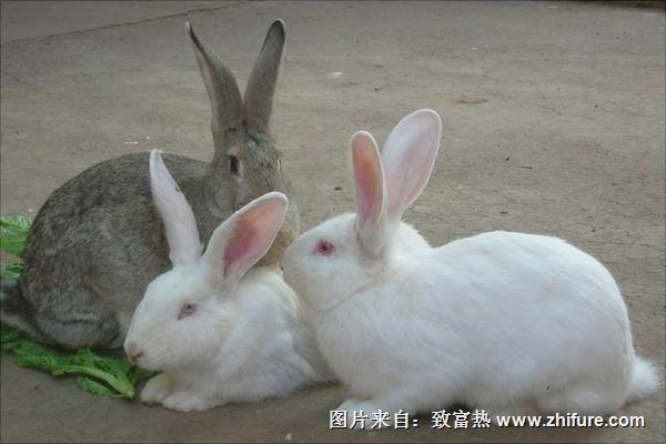 肉兔價格多少錢一只?