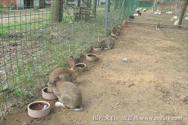 肉兔散養(yǎng)技術(shù)
