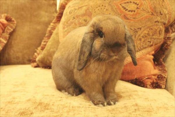 肉兔和寵物兔的區別有哪些？