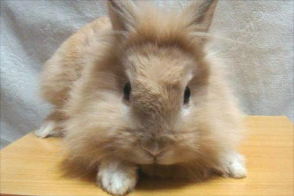 肉兔和寵物兔的區別有哪些？