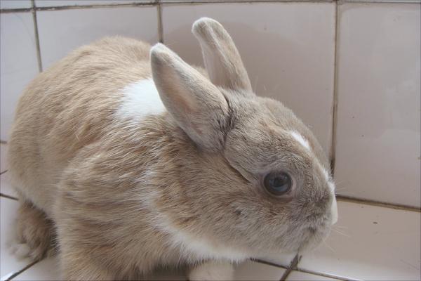 肉兔和寵物兔的區別有哪些？