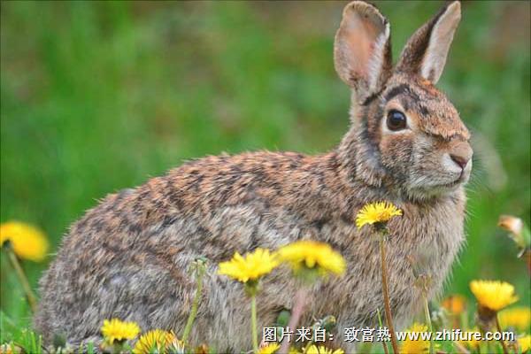 養殖野兔要多少資金？